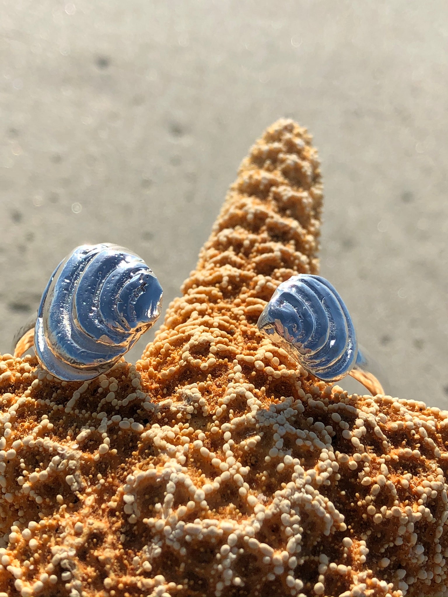 Pawleys Island Venus shell cuff